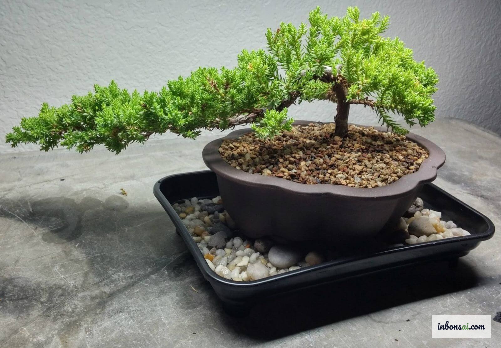 Kiểm tra sâu bệnh bonsai bằng kính lúp mùa hè
