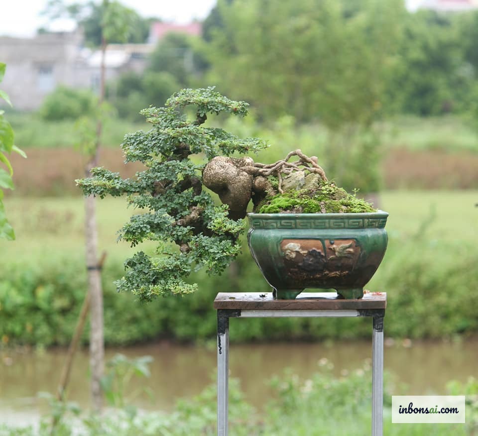 Bonsai được che nắng bằng lưới trong mùa hè nóng bức
