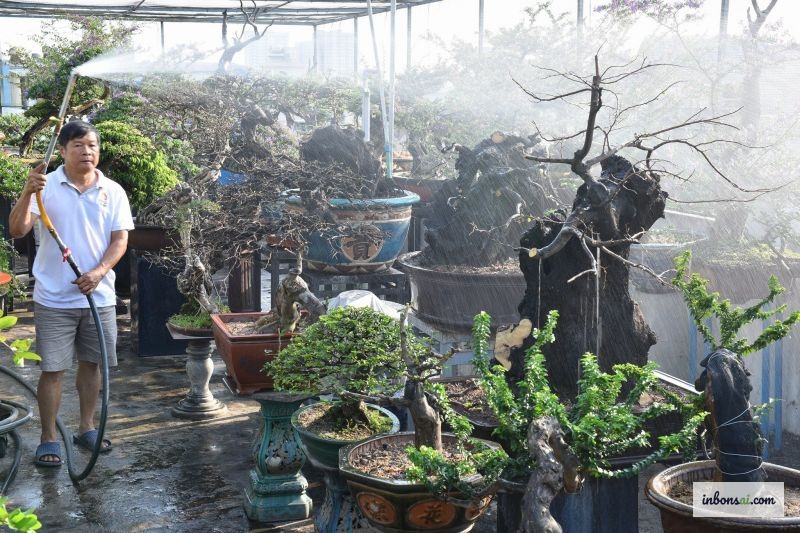 Tưới nước bonsai đúng cách vào sáng sớm mùa hè