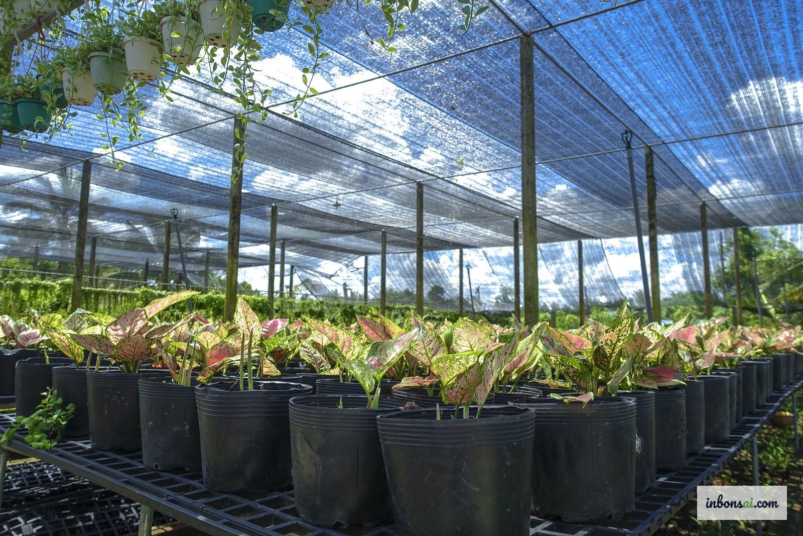 Lưới che nắng cho bonsai 50% ánh sáng mùa hè