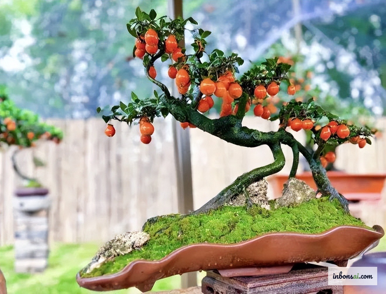 Bonsai sanh mini đặt trong phòng khách gần ánh sáng cửa sổ