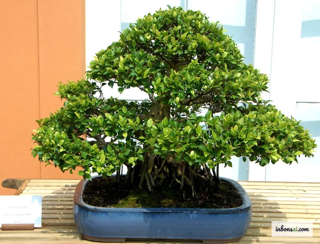 Cây bonsai xanh tốt trồng trong chậu đặt trong nhà
