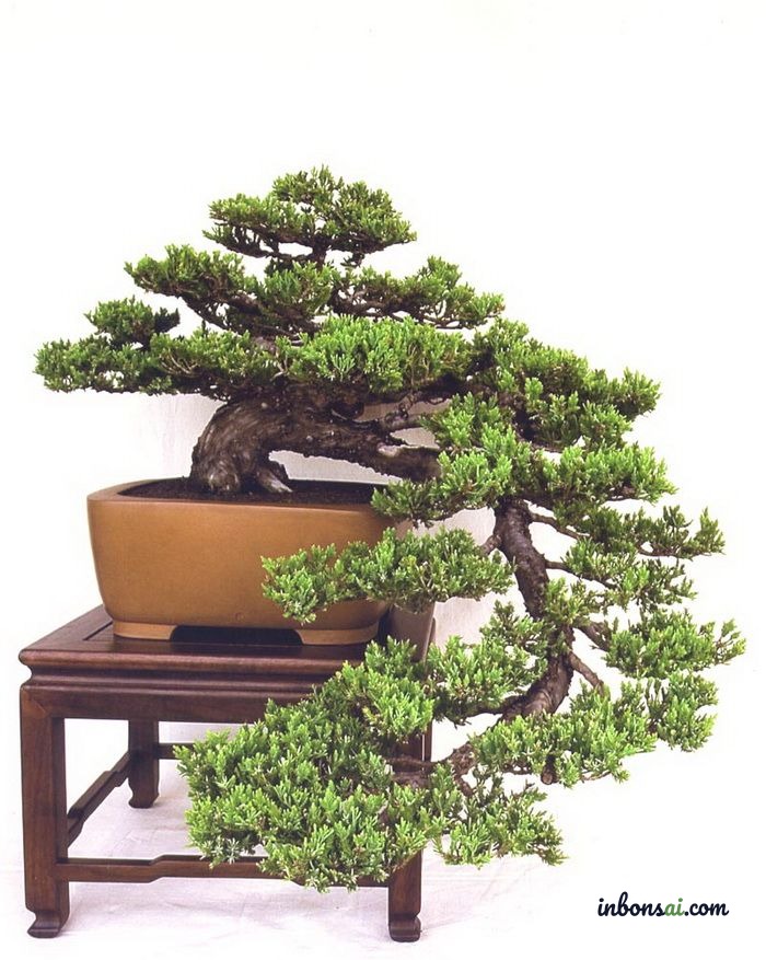 Bonsai tùng dáng huyền trồng trên đá, thể hiện kỹ thuật tạo dáng điêu luyện