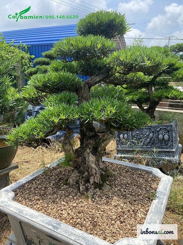 Chậu bonsai đặt nơi có ánh nắng chiếu vào sát tường ngoài trời