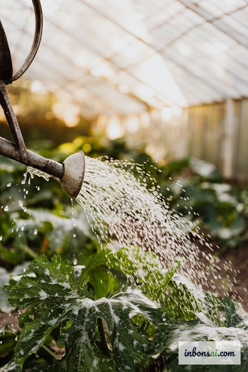 Tưới nước cho cây bằng bình tưới truyền thống, nước chảy đều lên lá