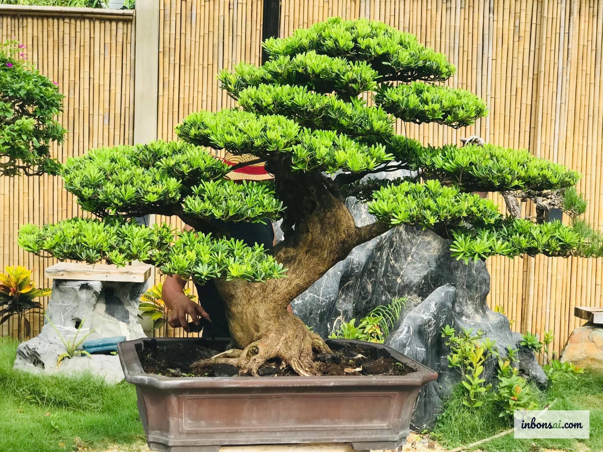 Cây tùng bonsai xanh tốt trồng ngoài trời trong vườn