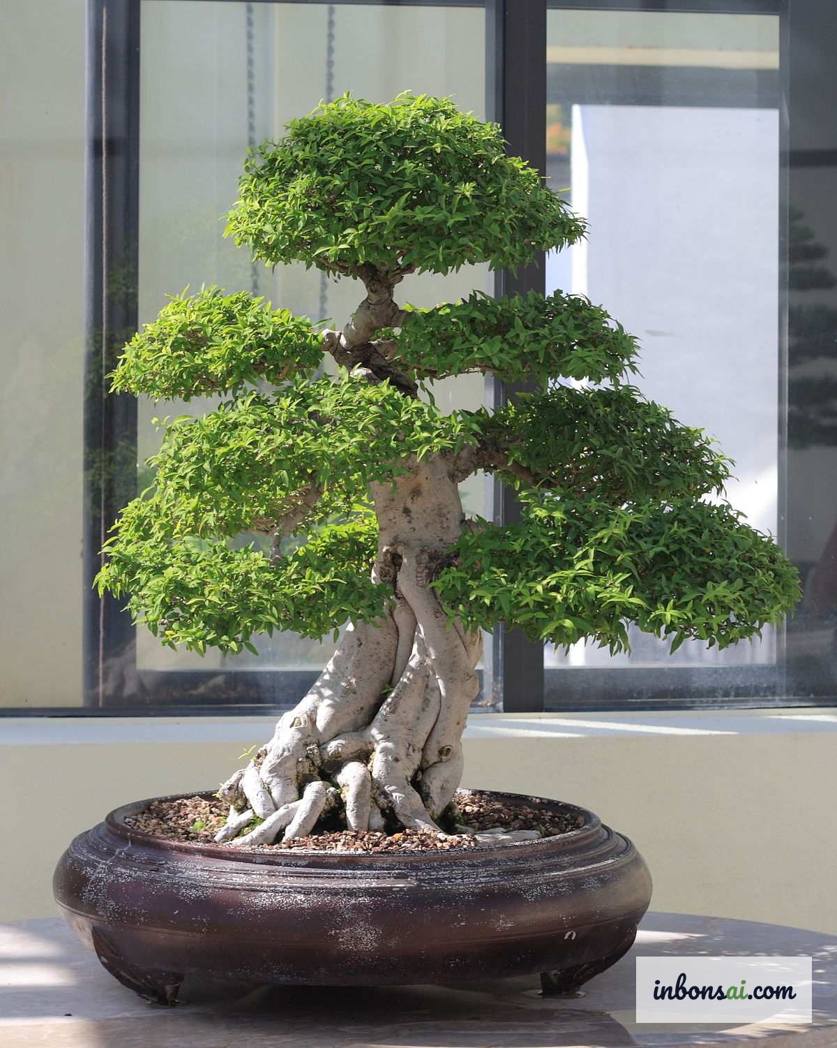 赤レンガの床に置かれた、灰色の釉薬をかけた丸鉢の多段作りの盆栽
