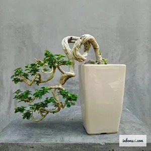 白い長方形の陶器鉢に植えられた懸崖風の盆栽