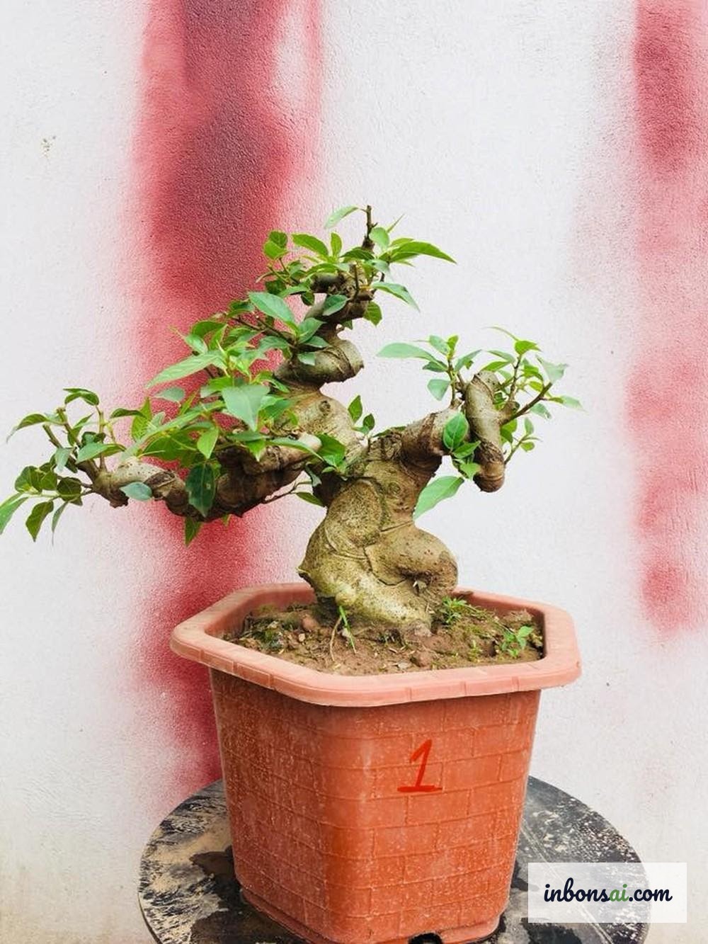 様々な色の盆栽鉢と樹のコーディネート