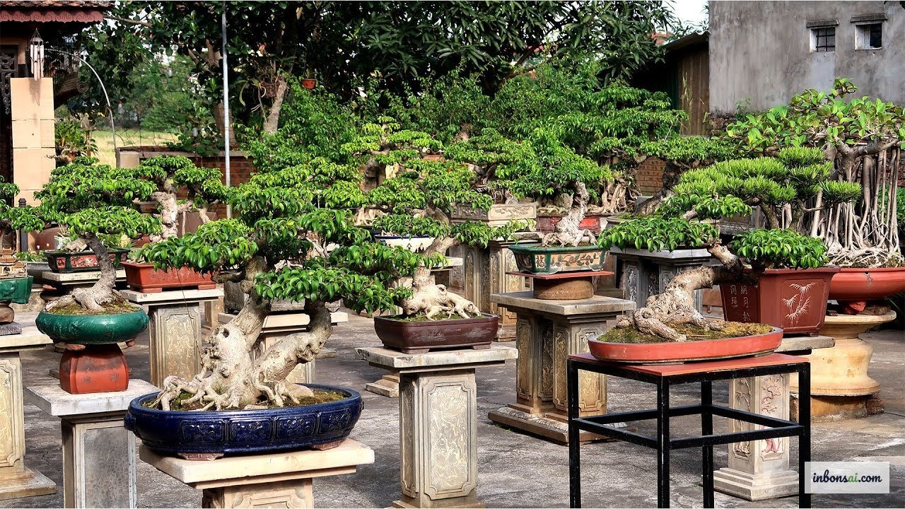 盆栽鉢選びでよくある失敗例