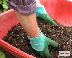 Bonsai with root issues from overwatering — a common consequence of using the wrong substrate