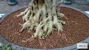 Testing bonsai soil drainage by pouring water into a pot to observe runoff speed