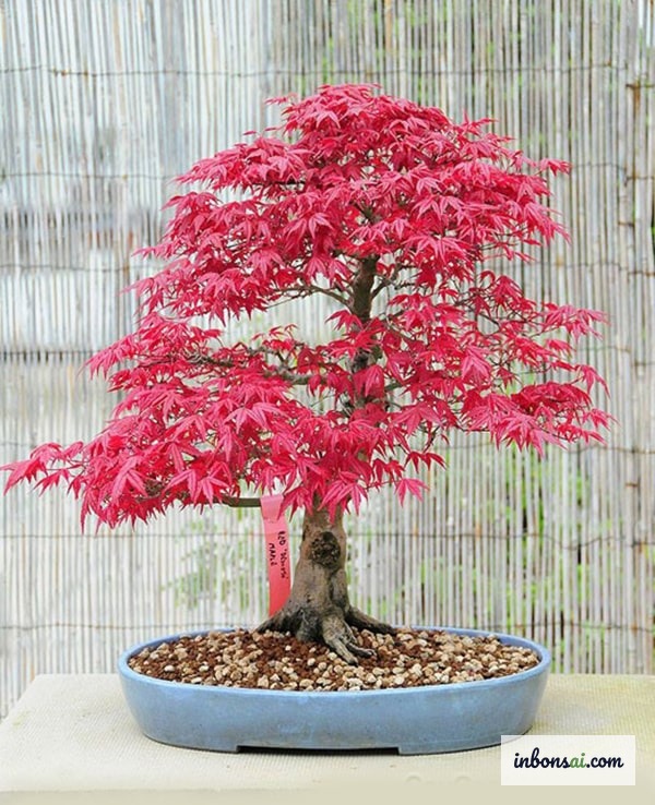 Flowering bonsai in a ceramic pot blooming beautifully with correct soil and care