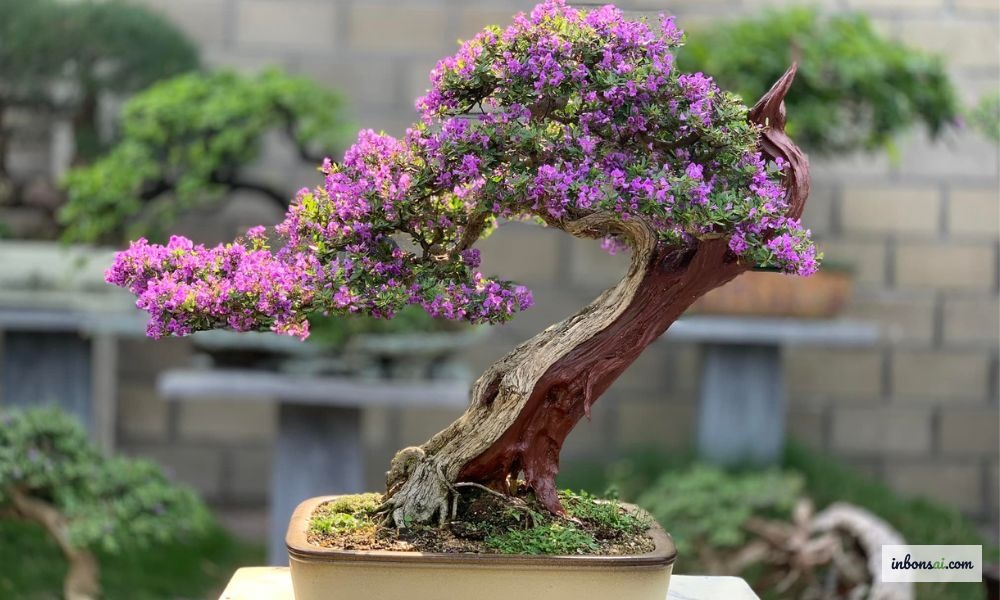 Healthy white roots of a tropical ficus bonsai during repotting — sign of correct substrate