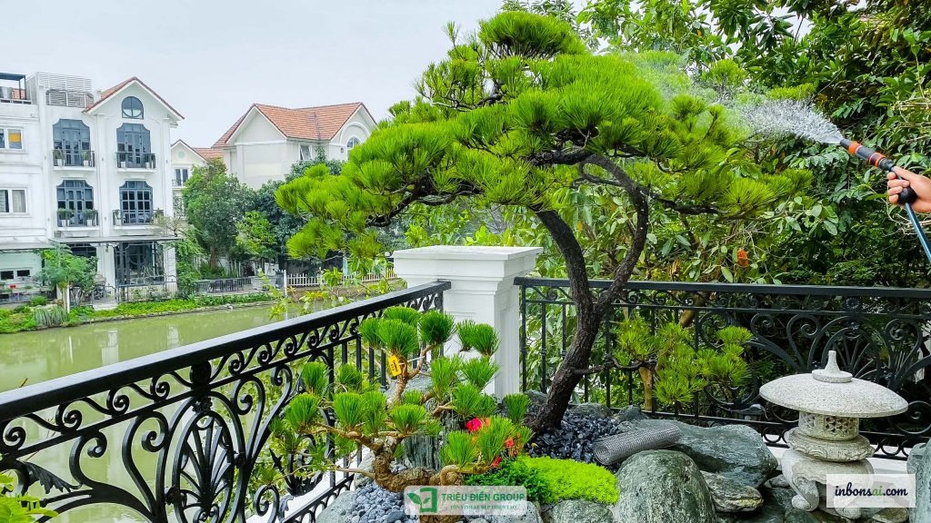 屋外に展示された松の盆栽