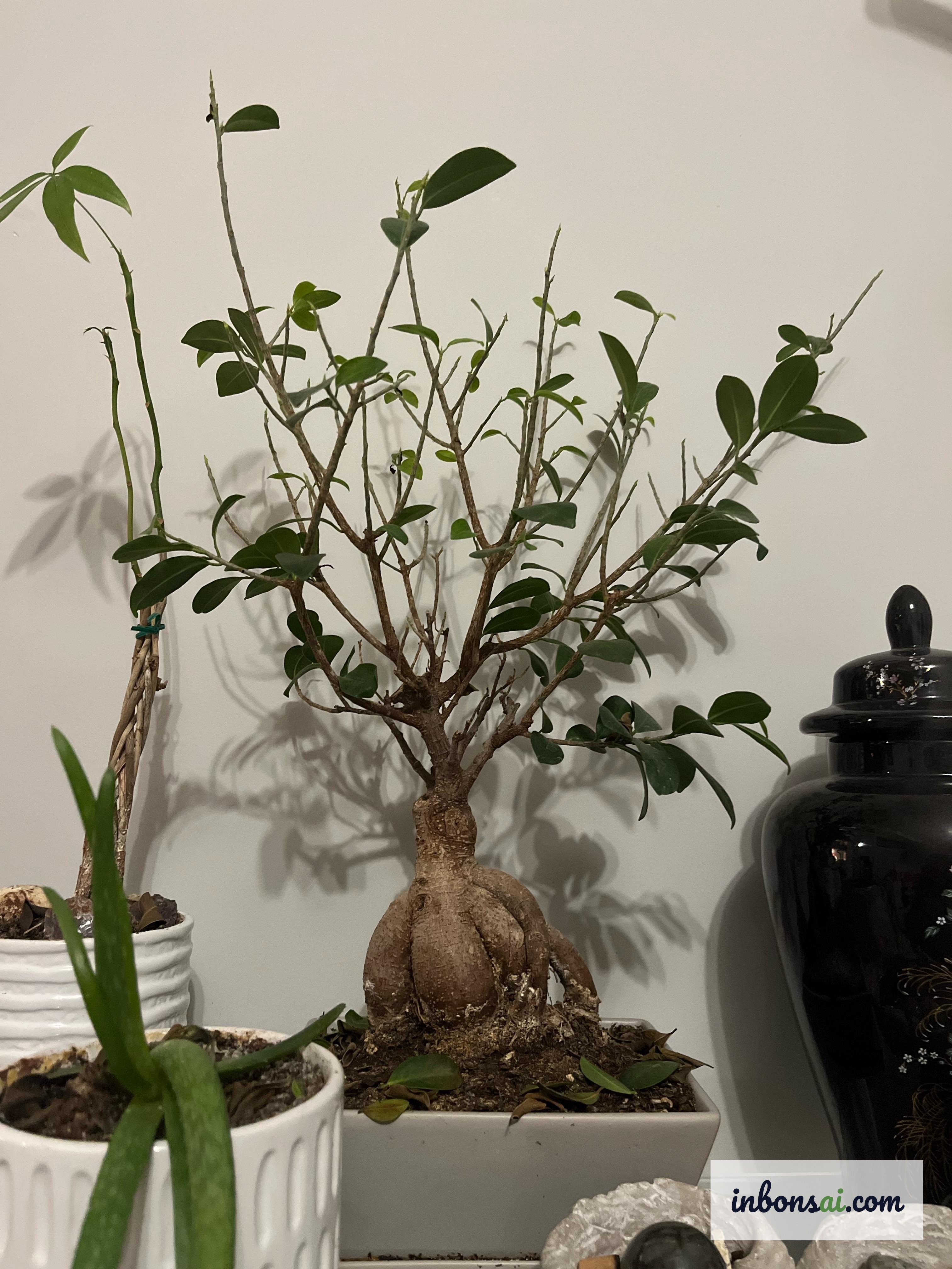 葉が黄化したストレス状態の植物