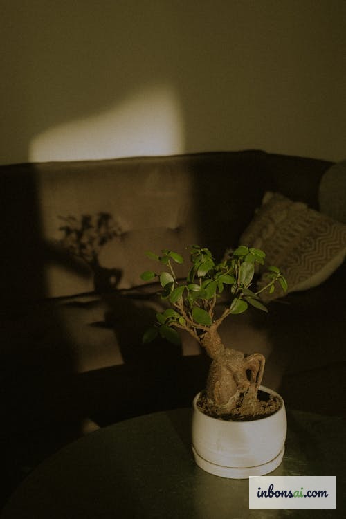 室内の窓際に置かれたフィカス盆栽