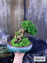 屋外の木製スタンドに並ぶ盆栽