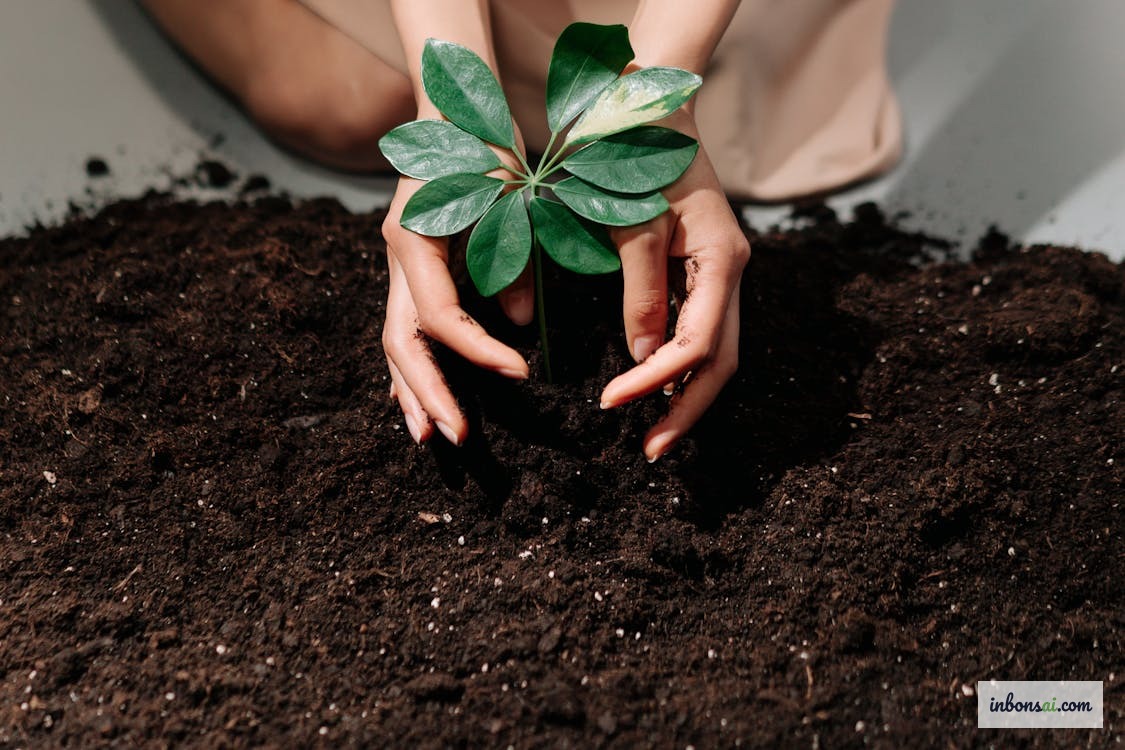 在盆景土壤表面施有机肥 — 为雨季建立营养基础