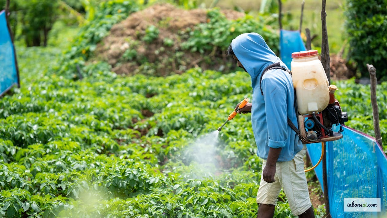 向庭院植物喷洒杀菌剂 — 雨季前的病害预防保护