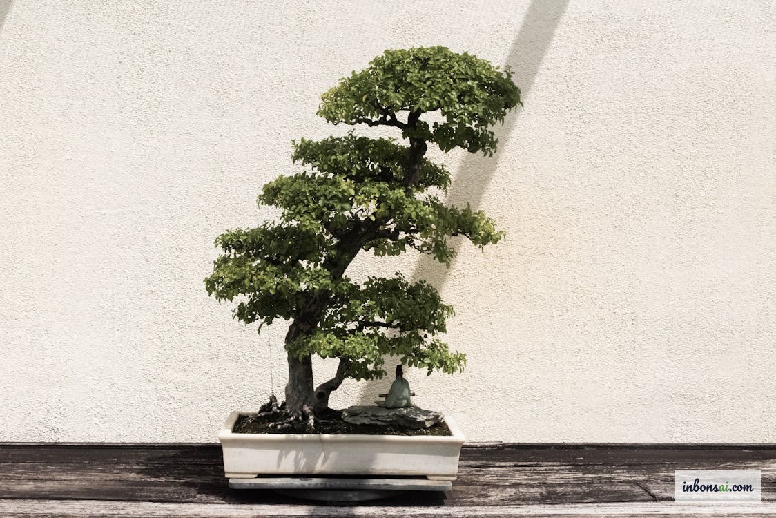 白色花盆中的绿色盆景 — 雨季前检查花盆排水孔