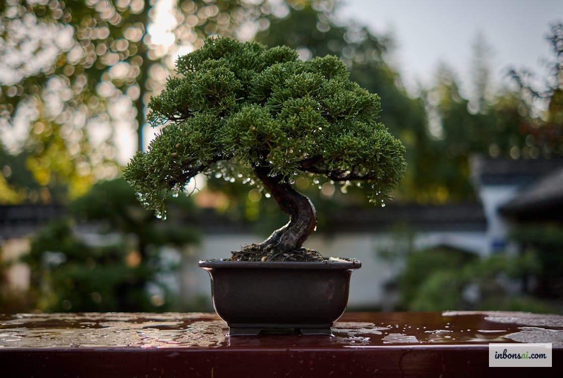 雨水落在盆景叶片上 — 越南南部雨季前的盆景准备工作