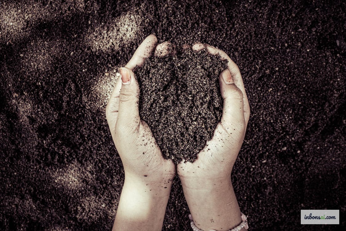 疏松多孔的盆景用土 — 为雨季准备排水良好的培养基质