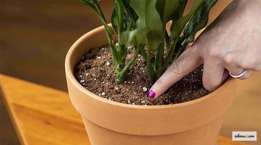 良好な排水システムで水やりすぎを防ぐ