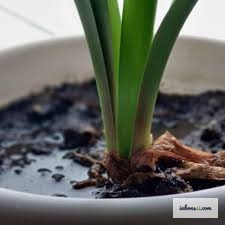 盆栽の植え替え時に根腐れを処置する方法