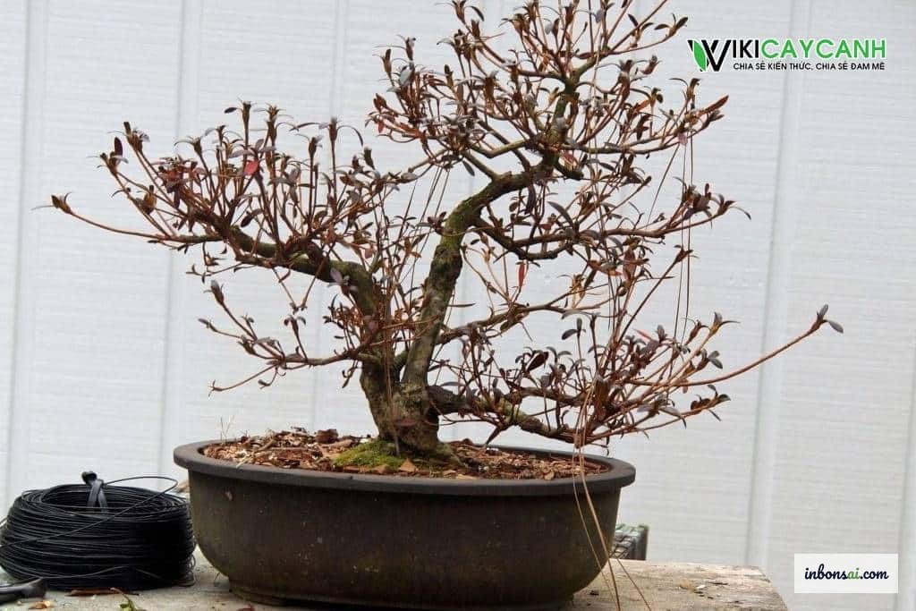 干からびた盆栽を救うための腰水テクニック