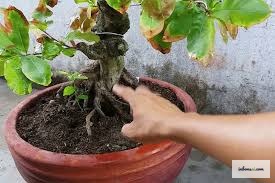 盆景叶片发黄萎蔫，显示浇水过多的症状