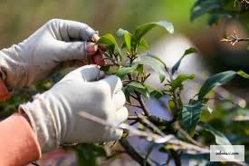 テト開花誘引のためのマイヴァン落葉技術