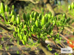 地域別の黄色い花の盆栽の春の開花タイミング