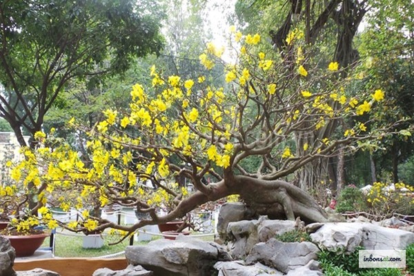 最適な日照条件に置かれた盆栽の開花誘引