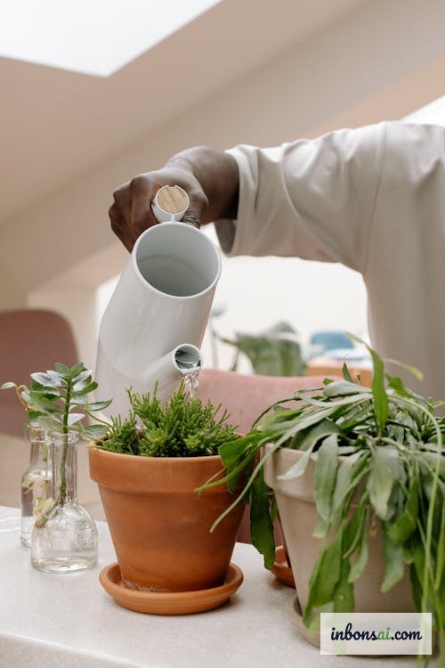 盆栽の花芽発達を促す水やり技術