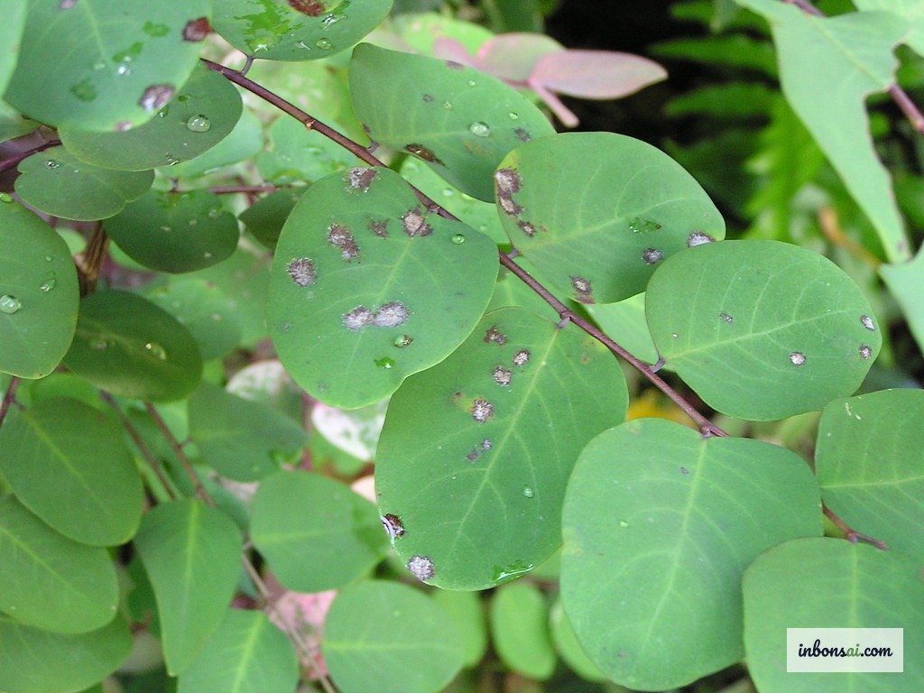 盆栽の葉に見られる白いカビ斑点と黒い病斑——菌類感染のサイン