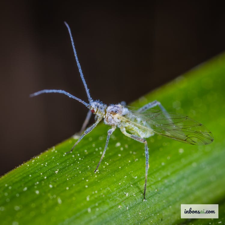盆栽の茎にいるアブラムシとハダニ——生物的防除が必要な害虫