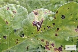 Nấm mốc và bệnh thán thư trên cành bonsai