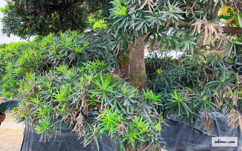 Kiểm tra sâu bệnh trên cây bonsai vào mùa nóng