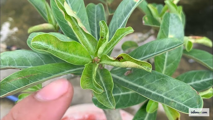 Nhện đỏ và rệp sáp trên lá bonsai
