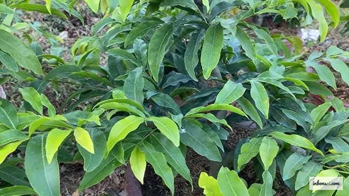 Phun thuốc phòng trừ sâu bệnh cho bonsai