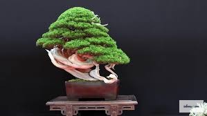 盆景神制作过程 — 用专用神切钳剥去树皮露出白色木质部