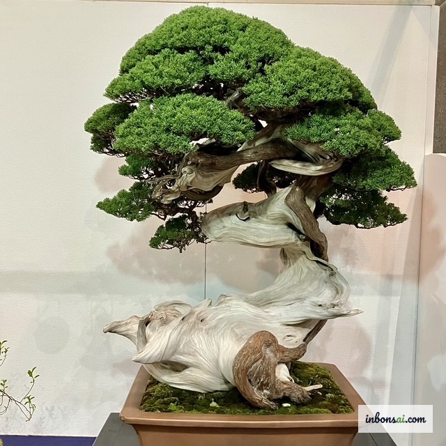 艺术盆景上银白色的神（枯枝）— 神舍利技法展示