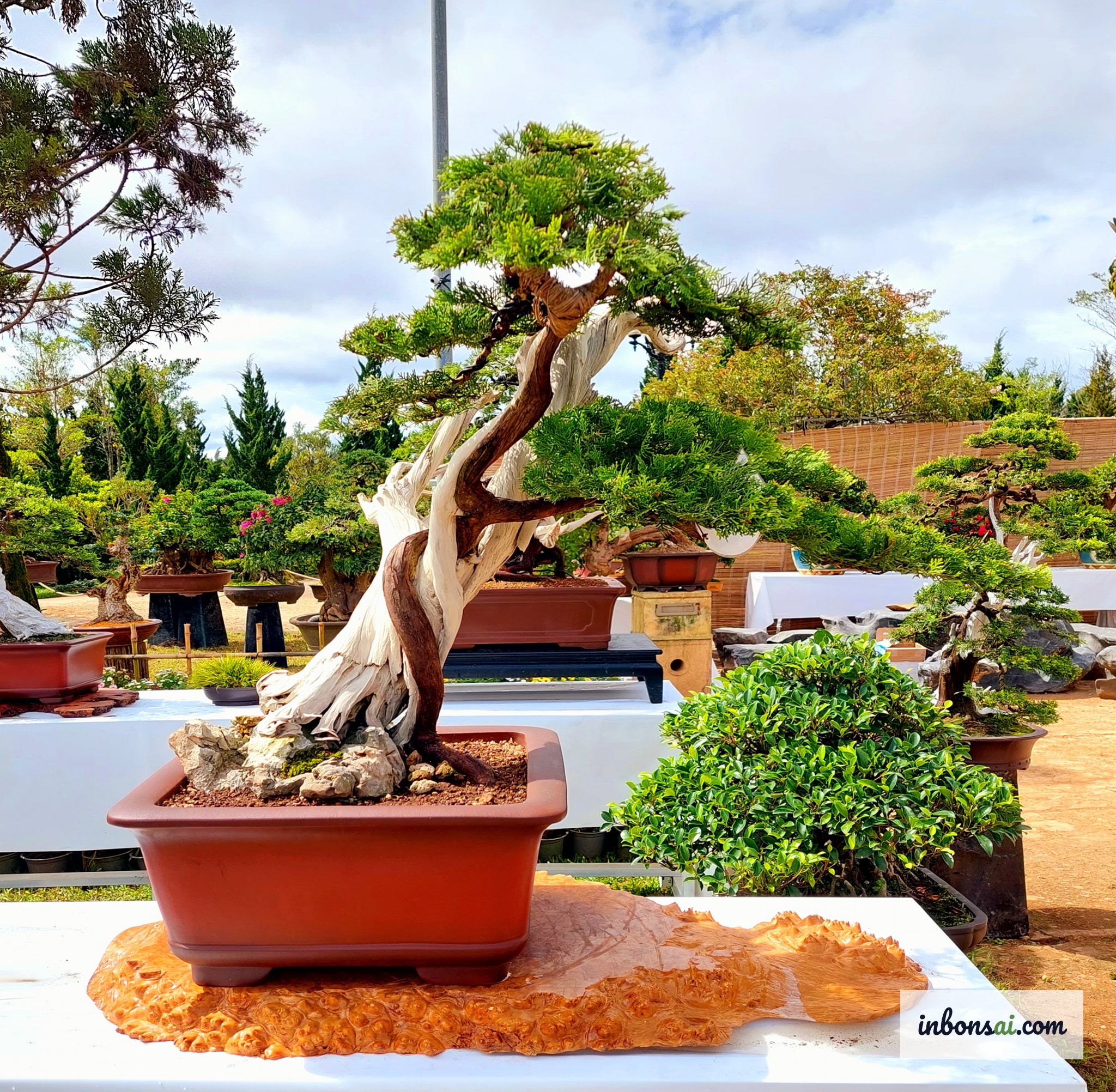 真柏盆景主干上的舍利区域 — 露出的芯材呈现出天然的雷击痕迹效果