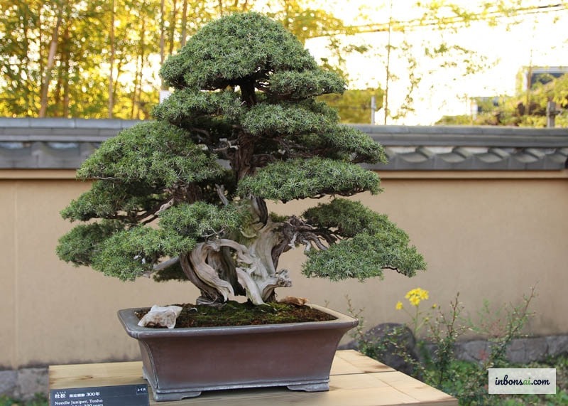 带有银白色神舍利的真柏盆景 — 最适合枯木技法的树种