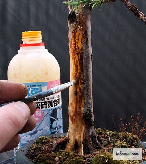 用刷子将石灰硫黄合剂涂抹在盆景神舍利上 — 长期保持银白色的保护处理