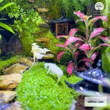 盆景苔藓出现问题的迹象——棕色斑块与环境不良导致的色差