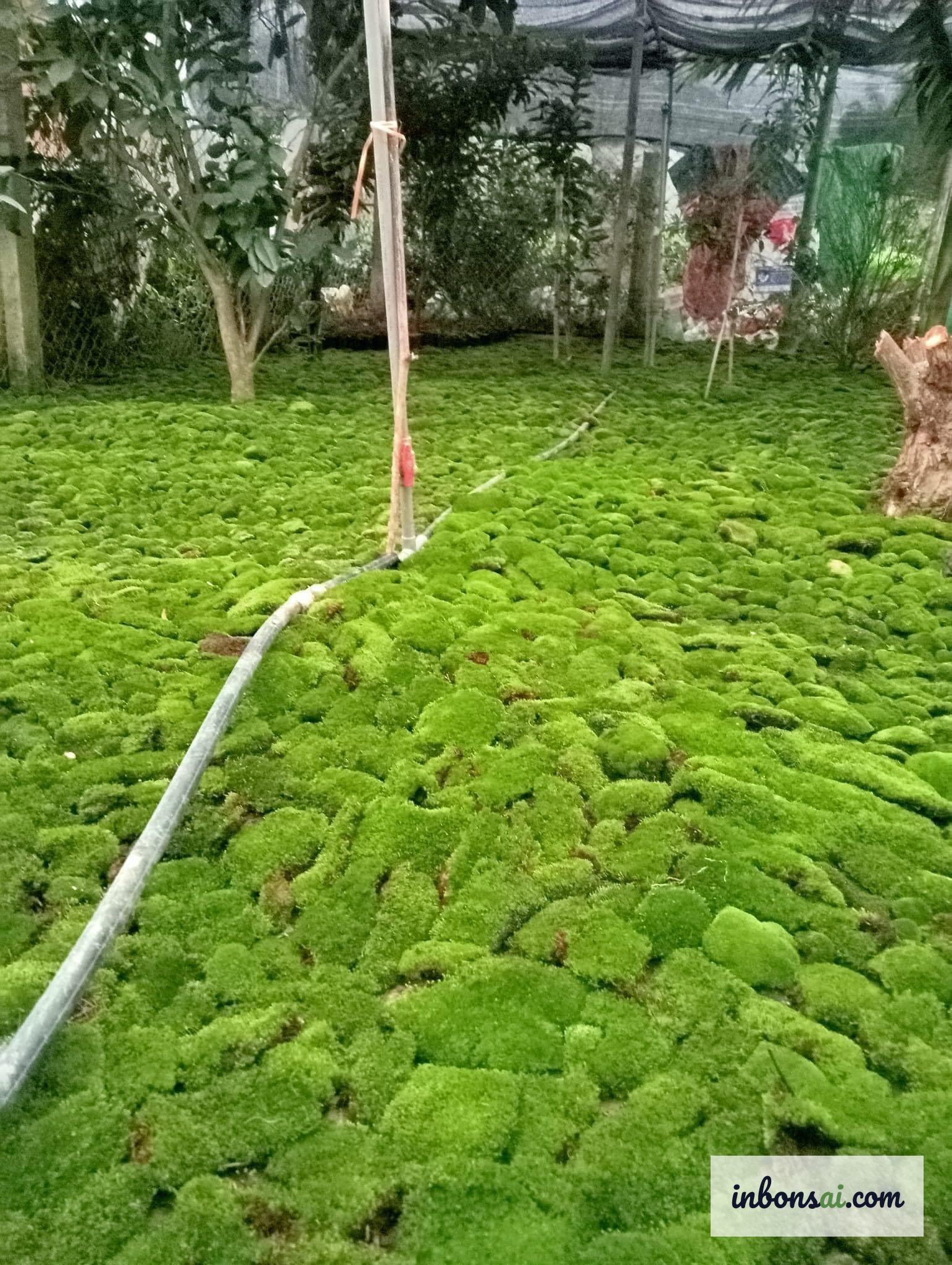 盆景中常用的翠绿垫状苔和平铺苔藓特写