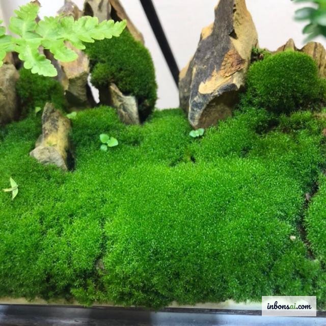 自然森林地面上生长的天然绿色苔藓