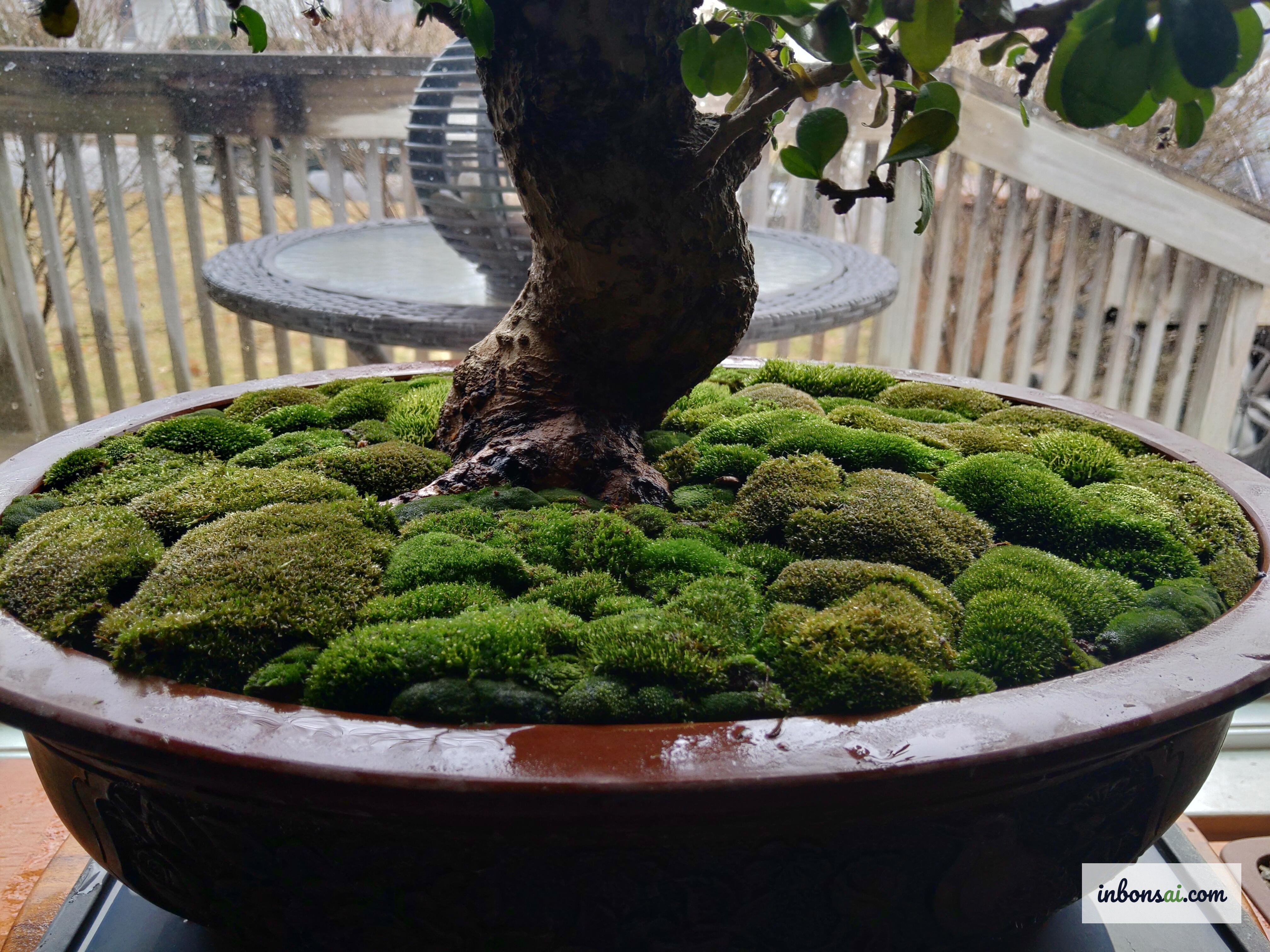 双手将绿色苔藓小心放置到盆景盆土壤表面